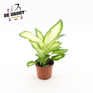 Dieffenbachia Bertina Dieffenbachia 'Bertina'
(10 Plants/Order)(12cmP 38cmH)