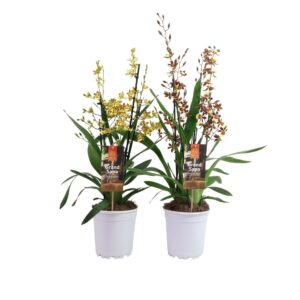 Cambria Inca Grand Sapa Cambria 4 spike mix 17cm touve
(5 Plants/Order)(17cmP 70cmH)
