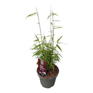 Fargesia Jiuzhaigou 1 Fargesia One Boo™ Red P14
(8 Plants/Order)(14cmP 30cmH)