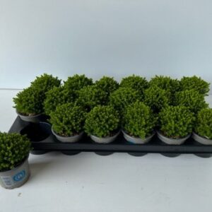 Hebe Emerald Hebe 'Emerald Gem'
(18 Plants/Order)(9cmP 10cmH)