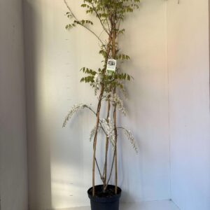 Wisteria Alba sinensis (piramide)
(1 Plants/Order)(26cmP 150cmH)