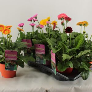 Gerbera Garvinea Gerbera XL Garvinea mix 4+
(6 Plants/Order)(17cmP 45cmH)