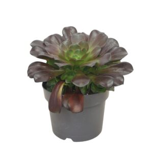 Aeonium aboreum velours Aeonium valour 17 cm
(3 Plants/Order)(17cmP 30cmH)