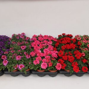 Verbena mixed Verbena mix Layer
(12 Plants/Order)(10.5cmP 15cmH)