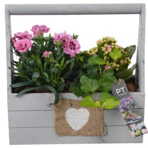Perkgoed Arrangementen PTPP6999 Arrangement Patio in houten bak
(5 Plants/Order)(25cmP 26cmH)
