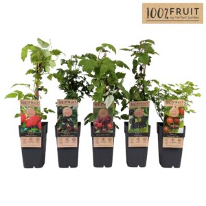 fruit trees and -heesters ov fruit mix tray standaard P15
(10 Plants/Order)(15cmP 50cmH)