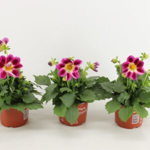 Dahlia (Miscellaneous Grp) Summerbe Dahlia Summerbees Purple Bicolor
(6 Plants/Order)(15cmP 45cmH)