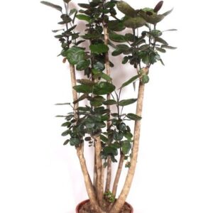 Polyscias Fabian Polyscias Fabian
(1 Plants/Order)(34cmP 180cmH)