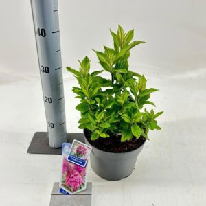 Buddleja Butterfly Candy mixed Buddleja d. Butt. Candy® Little cerise ('BotEx 007'PBR)
(1 Plants/Order)(19cmP 30cmH)