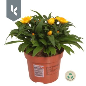 Xerochrysum bracteatum Crispy Yello Xerochrysum Bracteatum Crispy Yellow
(8 Plants/Order)(12cmP 25cmH)
