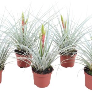 Tillandsia ionantha Tillandsia Iopinata
(12 Plants/Order)(9cmP 35cmH)