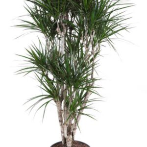 Dracaena marginata Dracaena Marginata busch P31
(1 Plants/Order)(31cmP 140cmH)