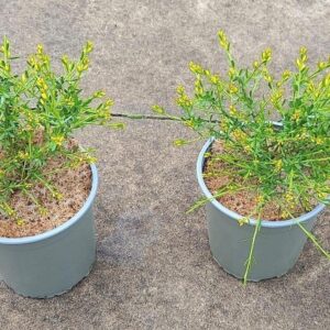 Genista lydia Genista lydia
(1 Plants/Order)(17cmP 20cmH)