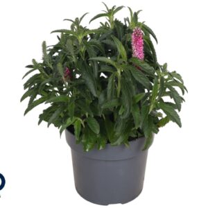 Veronica spicata Anniversary pink Veronica spic. 17cm Anniversary pink
(6 Plants/Order)(17cmP 50cmH)