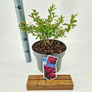Lagerstroemia indica Lagerstroemia (h) Red Red Wine ('Lagvar'PBR)
(1 Plants/Order)(23cmP 65cmH)
