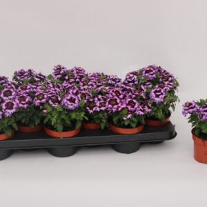 Verbena Lanai Twister Blue Verbena Lanaï Blue Twister
(12 Plants/Order)(10.5cmP 15cmH)