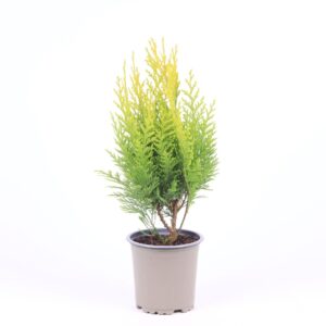 Chamaecyparis Stardust Chamaecyparis lawsoniana 'Stardust'
(11 Plants/Order)(11cmP 30cmH)