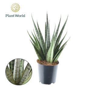 Sansevieria Cylindrica Sansevieria Sem P12
(10 Plants/Order)(12cmP 35cmH)