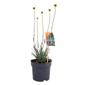 Craspedia globosa Golf Beau Craspedia globosa 'Golf Beauty' p15
(6 Plants/Order)(15cmP 55cmH)