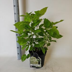 Hydrangea arborescens Annabelle Hydrangea arborescens 'Annabelle' (kopie)
(1 Plants/Order)(26cmP 50cmH)