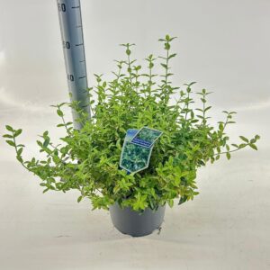 Euonymus Golden Harlequin Euonymus fort. Golden Harlequin ('Hoogi'PBR)
(1 Plants/Order)(23cmP 40cmH)