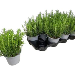 Rosmarinus Rosmarinus off.
(8 Plants/Order)(14cmP 30cmH)