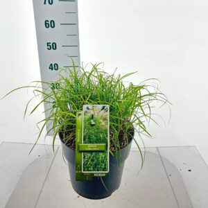 Miscanthus sinensis Miscanthus sin. 'Little Zebra'
(1 Plants/Order)(29cmP 60cmH)