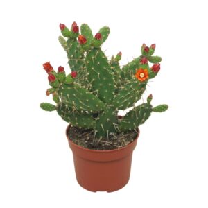 Opuntia Opuntia quitensis flowering 10,5 cm
(10 Plants/Order)(10.5cmP 20cmH)