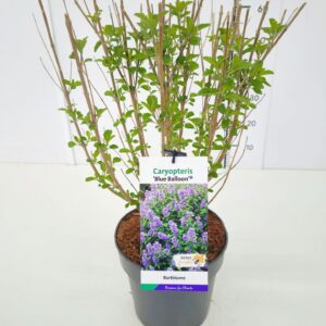 Caryopteris x clandonensis Caryopteris cland. 'Blue Balloon' C5
(1 Plants/Order)(23cmP 50cmH)