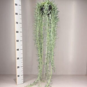 Senecio Senecio radicans XXL
(2 Plants/Order)(14cmP 70cmH)