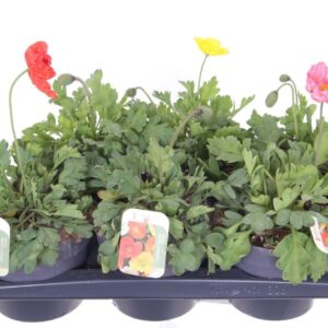 Papaver Gartenzwerg Papaver nudicaule Gartenzwerg
(6 Plants/Order)(17cmP 35cmH)