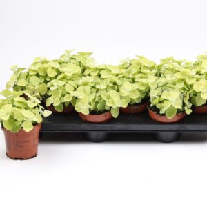 Helichrysum petiolare Helichrysum Gold
(12 Plants/Order)(10.5cmP 17cmH)