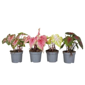 Caladium Caladium minimaal 3 Types mix
(6 Plants/Order)(13cmP 25cmH)