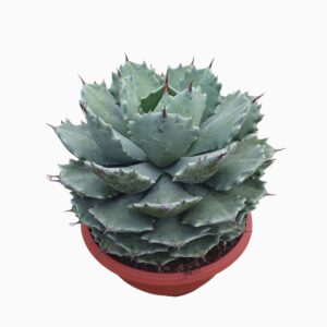 Agave potatorum Agave potatorum 27 cm
(1 Plants/Order)(27cmP 30cmH)