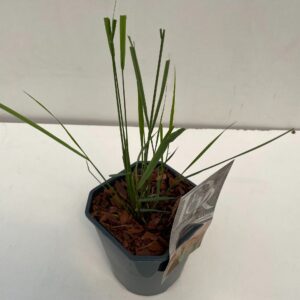 Calamagrostis x Karl Foerster Calamagrostis 'Karl Foester'
(6 Plants/Order)(17cmP 25cmH)