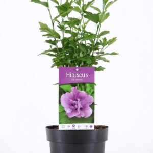 Hibiscus syriacus Ardens Hibiscus syr. 'Ardens' P19/C3
(1 Plants/Order)(19cmP 55cmH)