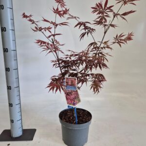 Acer palmatum Trompenburg Acer pal. 'Trompenburg'
(1 Plants/Order)(19cmP 70cmH)