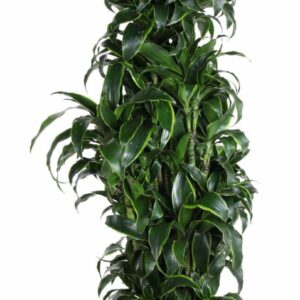 Dracaena Dorado Dracaena Dorado busch P40
(1 Plants/Order)(40cmP 200cmH)