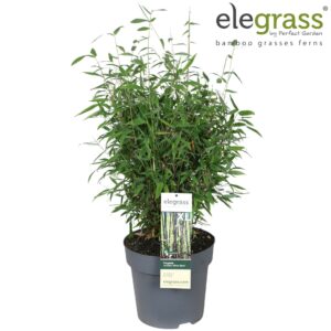 Fargesia Winter Black Fargesia murieliae 'Winter Black' P29
(1 Plants/Order)(29cmP 110cmH)