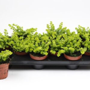 Lysimachia Lysimachia nummularia Goldilocks
(12 Plants/Order)(10.5cmP 15cmH)