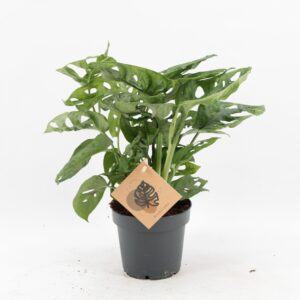 Monstera obliqua Monkey Leaf Monstera Monkey Leaf
(10 Plants/Order)(12cmP 25cmH)