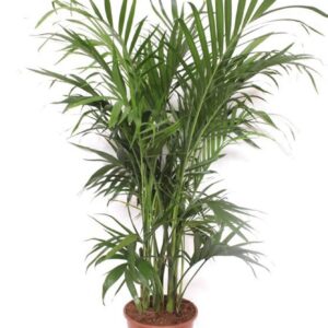 Chamaedorea cataractarum Stella Chamaedorea cataractarum "Stella Palm"
(1 Plants/Order)(24cmP 140cmH)