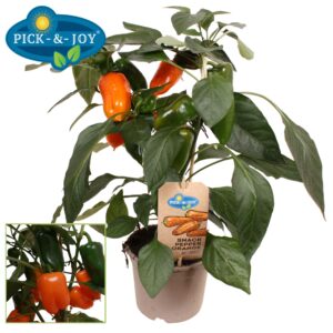 pepper PICK-&-JOY® Snack Pepper Orange
(4 Plants/Order)(14cmP 45cmH)