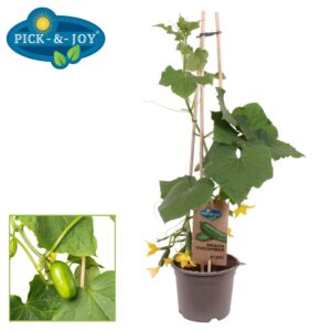 cucumber PICK-&-JOY® Snack Cucumber
(4 Plants/Order)(14cmP 60cmH)