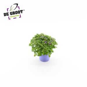 Exacum Blue Star Exacum affine "Blue Star
(8 Plants/Order)(12cmP 20cmH)
