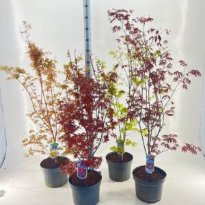 Acer palmatum Acer palmatum mix P29 (minimum order one layer)
(1 Plants/Order)(29cmP 80cmH)