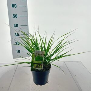 Pennisetum alopecuroides Pennisetum alopecuroides 'Viridescens'
(1 Plants/Order)(17cmP 35cmH)