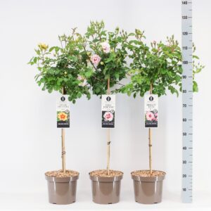 Rosa pink Classics (Persica) mix, stam 70, C7.5
(1 Plants/Order)(26cmP 100cmH)