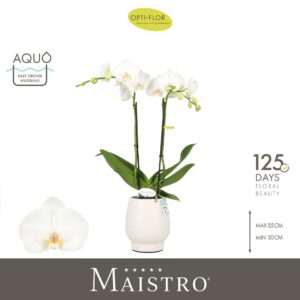 Phalaenopsis white more Ripsen Maistro Mozart 2 spike 50 cm in Abruzzo White Aquo
(3 Plants/Order)(12cmP 50cmH)