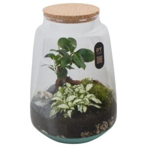 Arrangementen PTTER8136 Arrangement terrarium in glazen terrarium
(3 Plants/Order)(17cmP 26cmH)